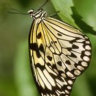 Schmetterling