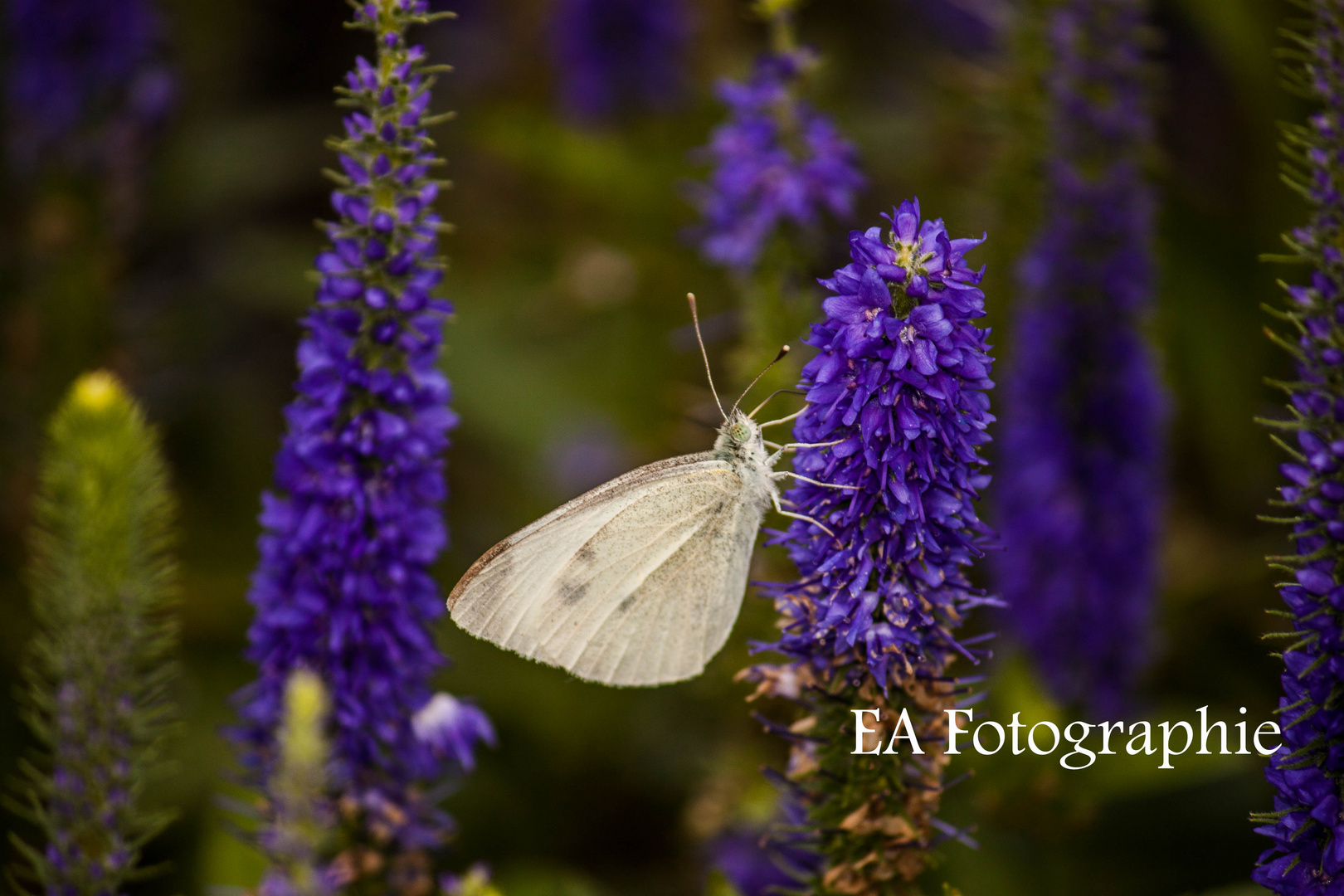 Schmetterling