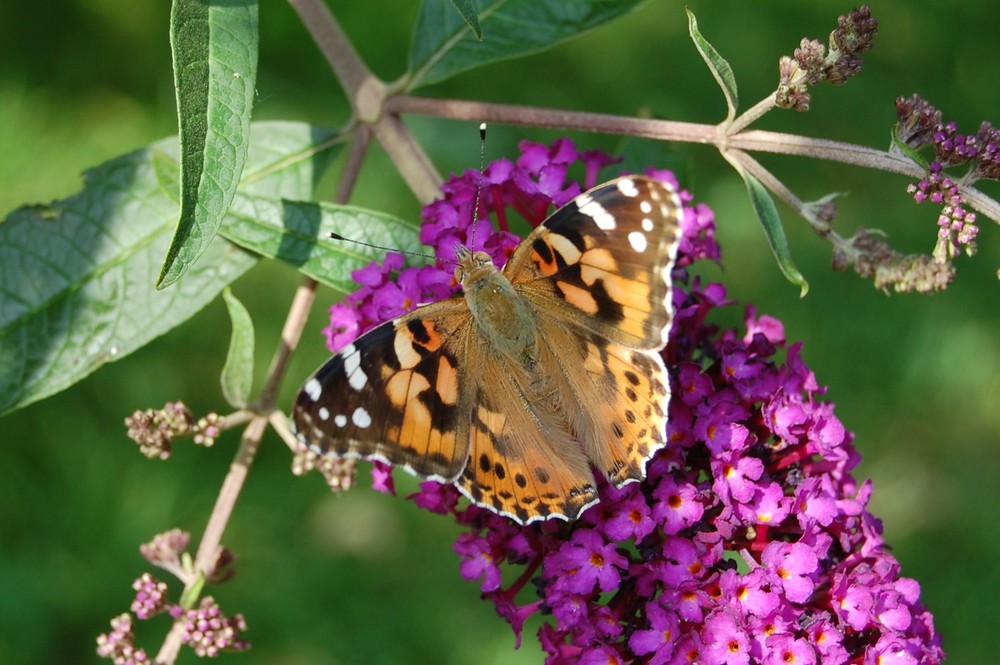 Schmetterling