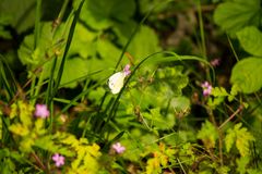 Schmetterling