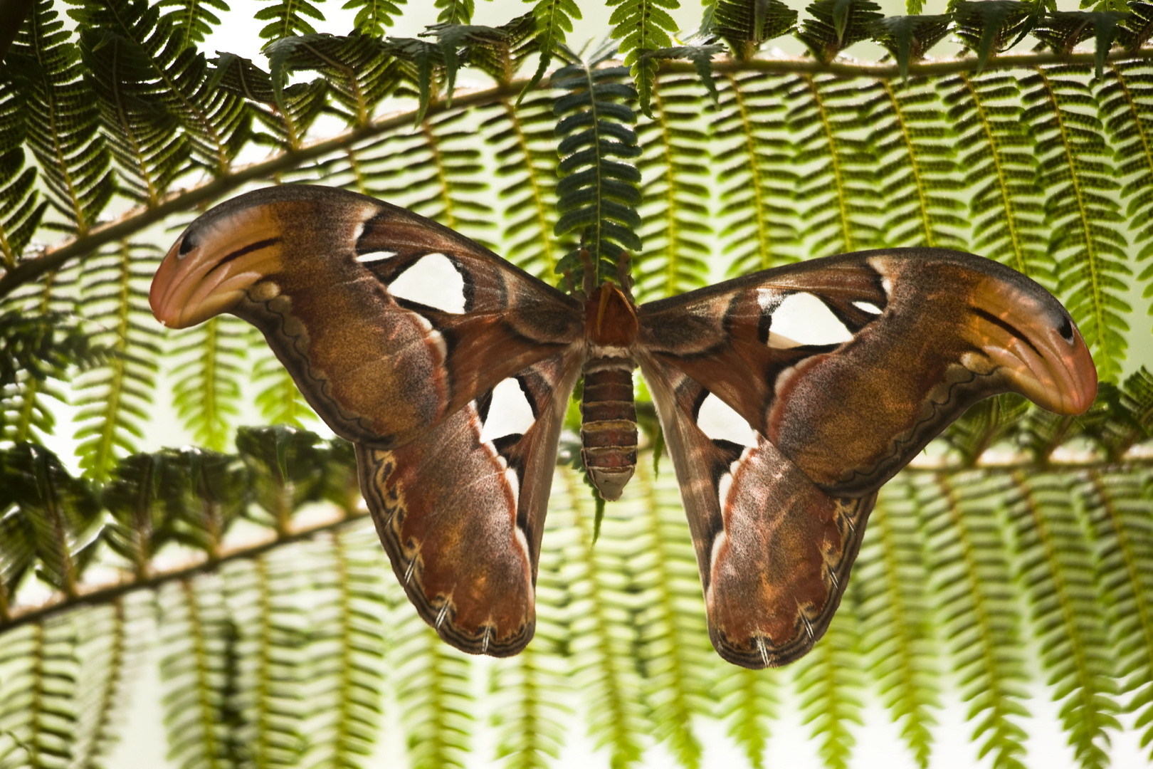 Schmetterling