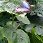 Schmetterling