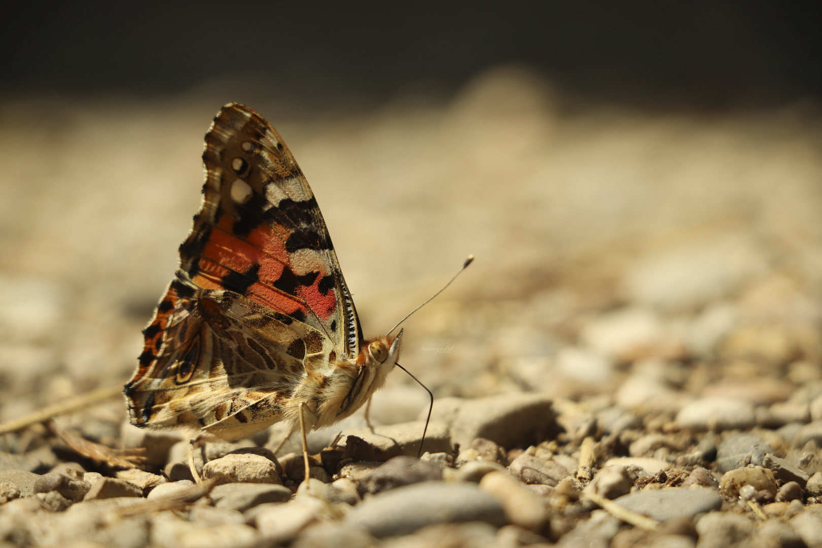 Schmetterling