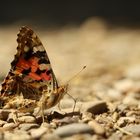 Schmetterling