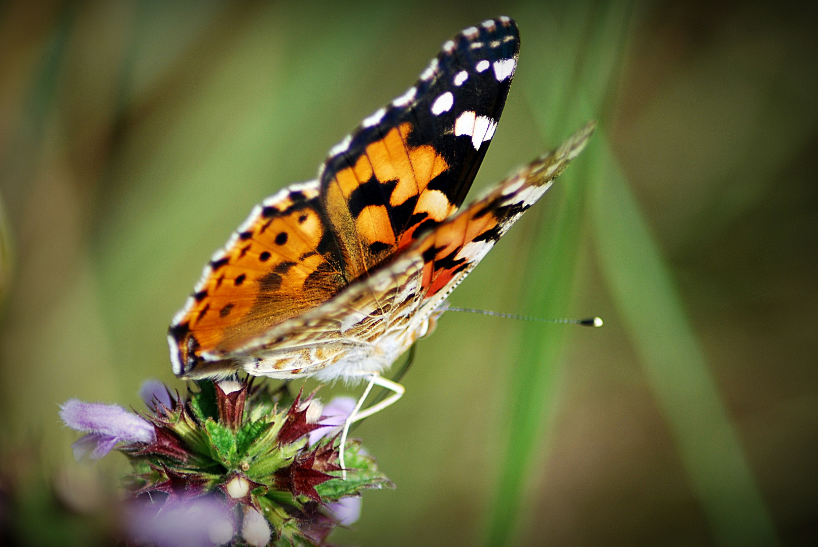 Schmetterling