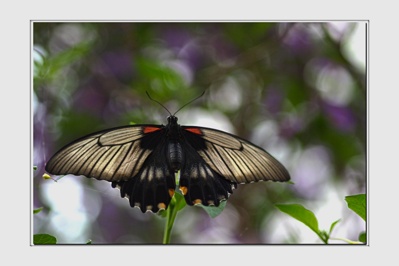 Schmetterling