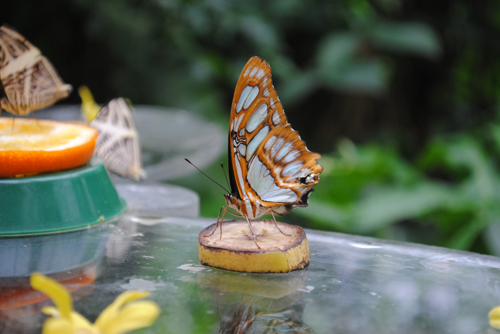 Schmetterling