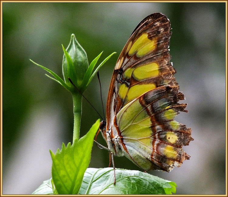 Schmetterling