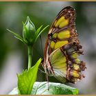 Schmetterling