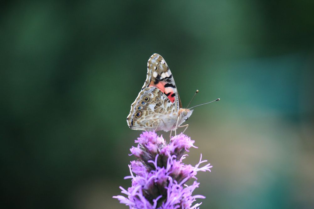 Schmetterling