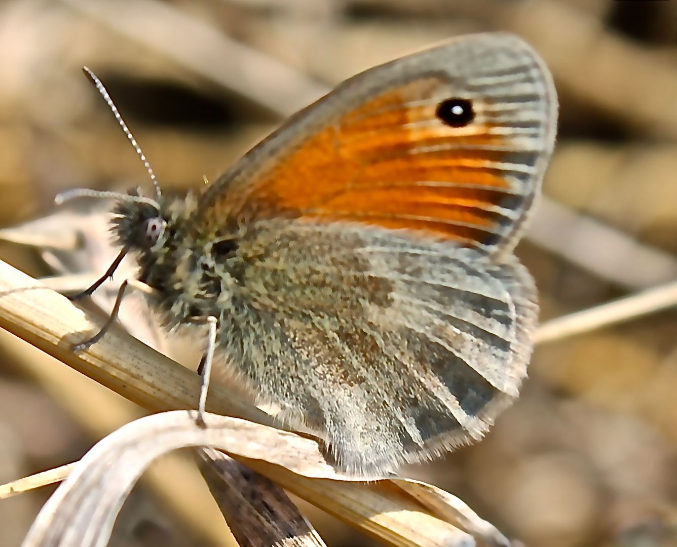 Schmetterling