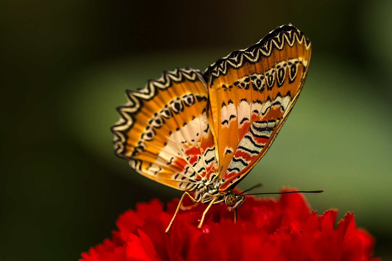 Schmetterling 