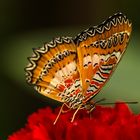 Schmetterling 