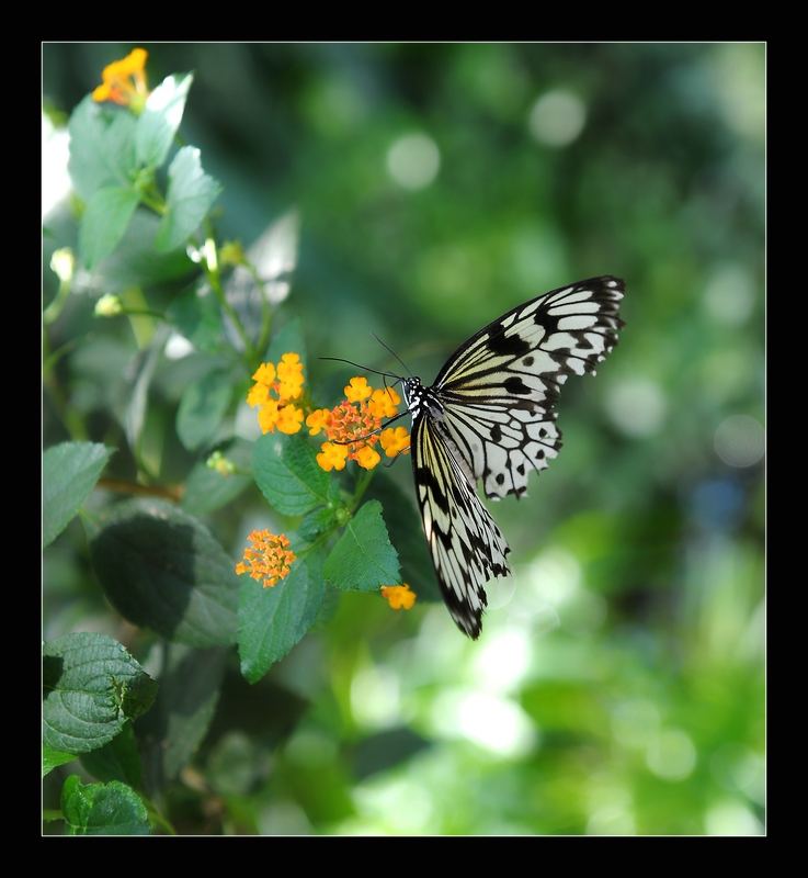 Schmetterling