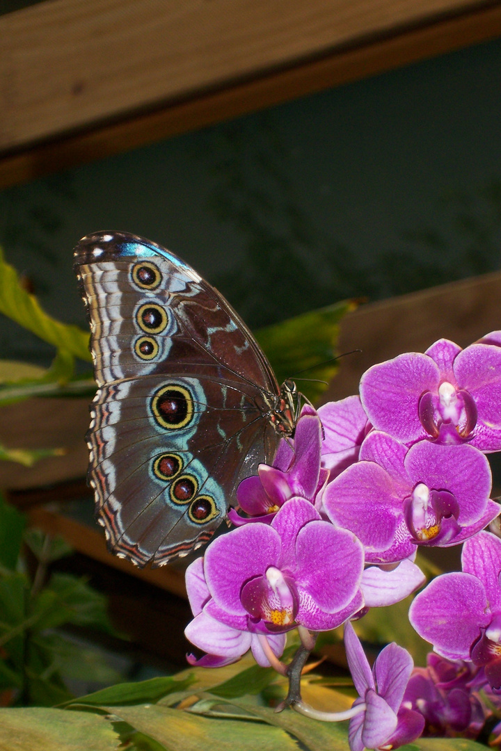 Schmetterling