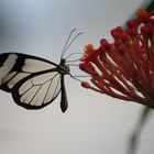 Schmetterling