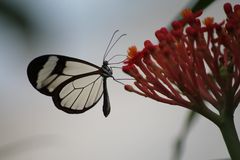 Schmetterling