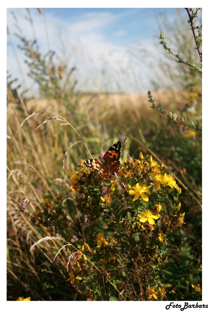 Schmetterling