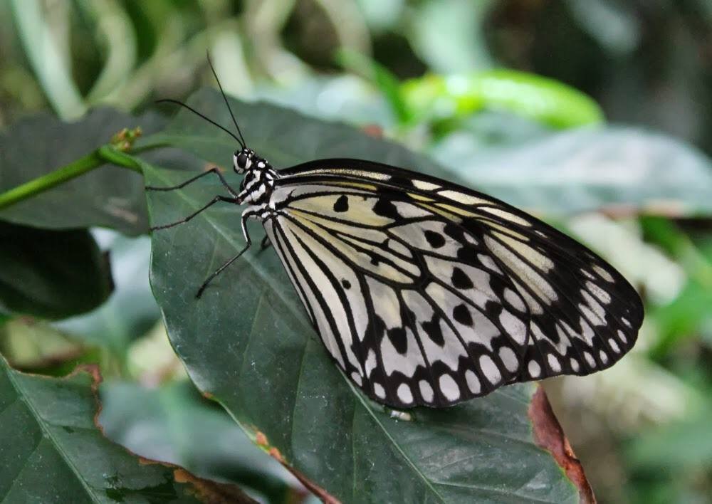 Schmetterling