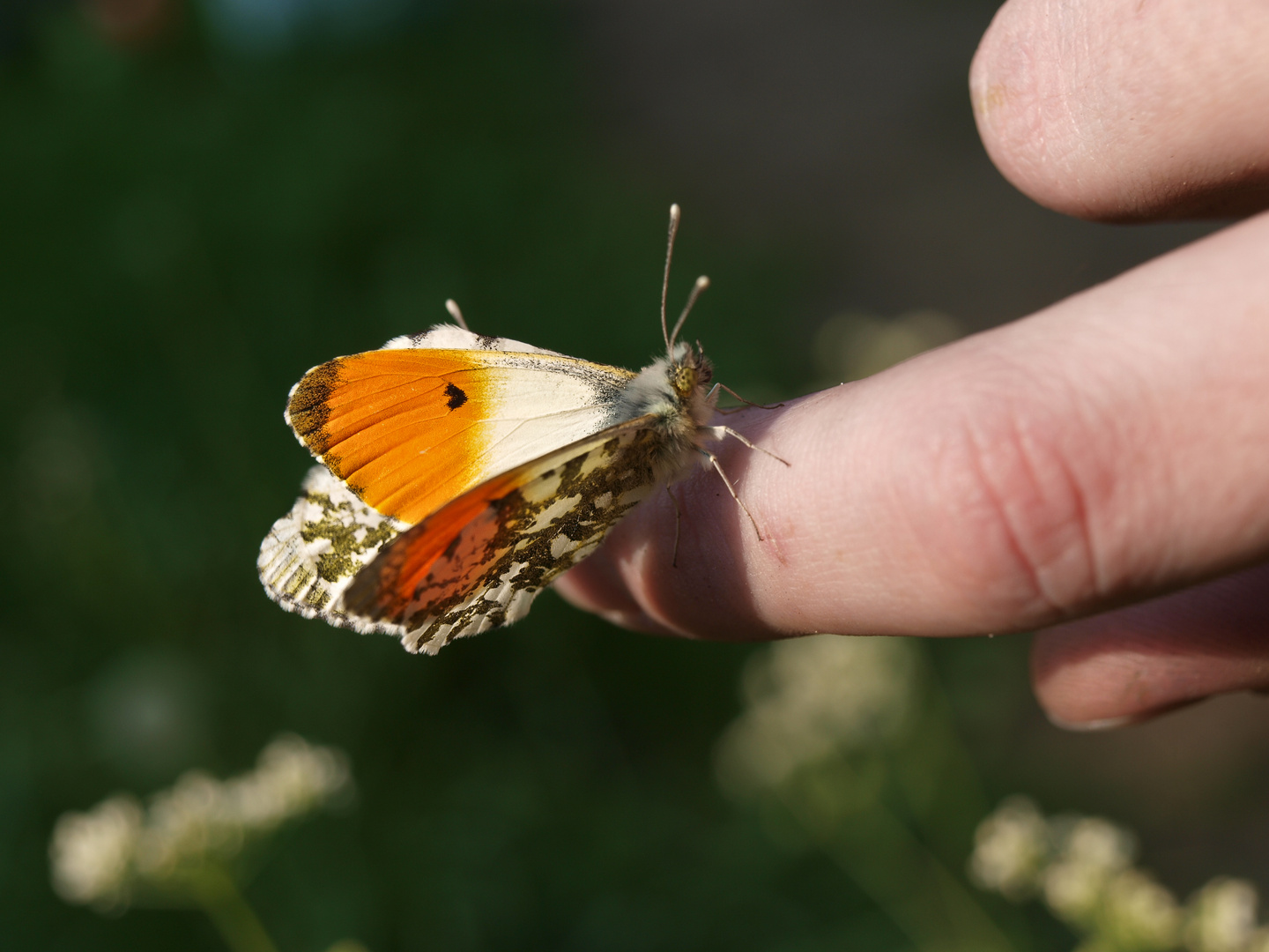 Schmetterling