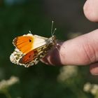 Schmetterling