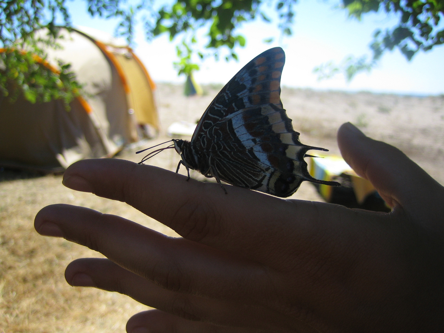 Schmetterling