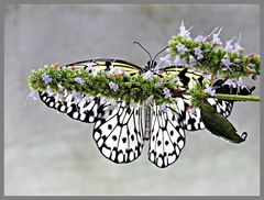 Schmetterling