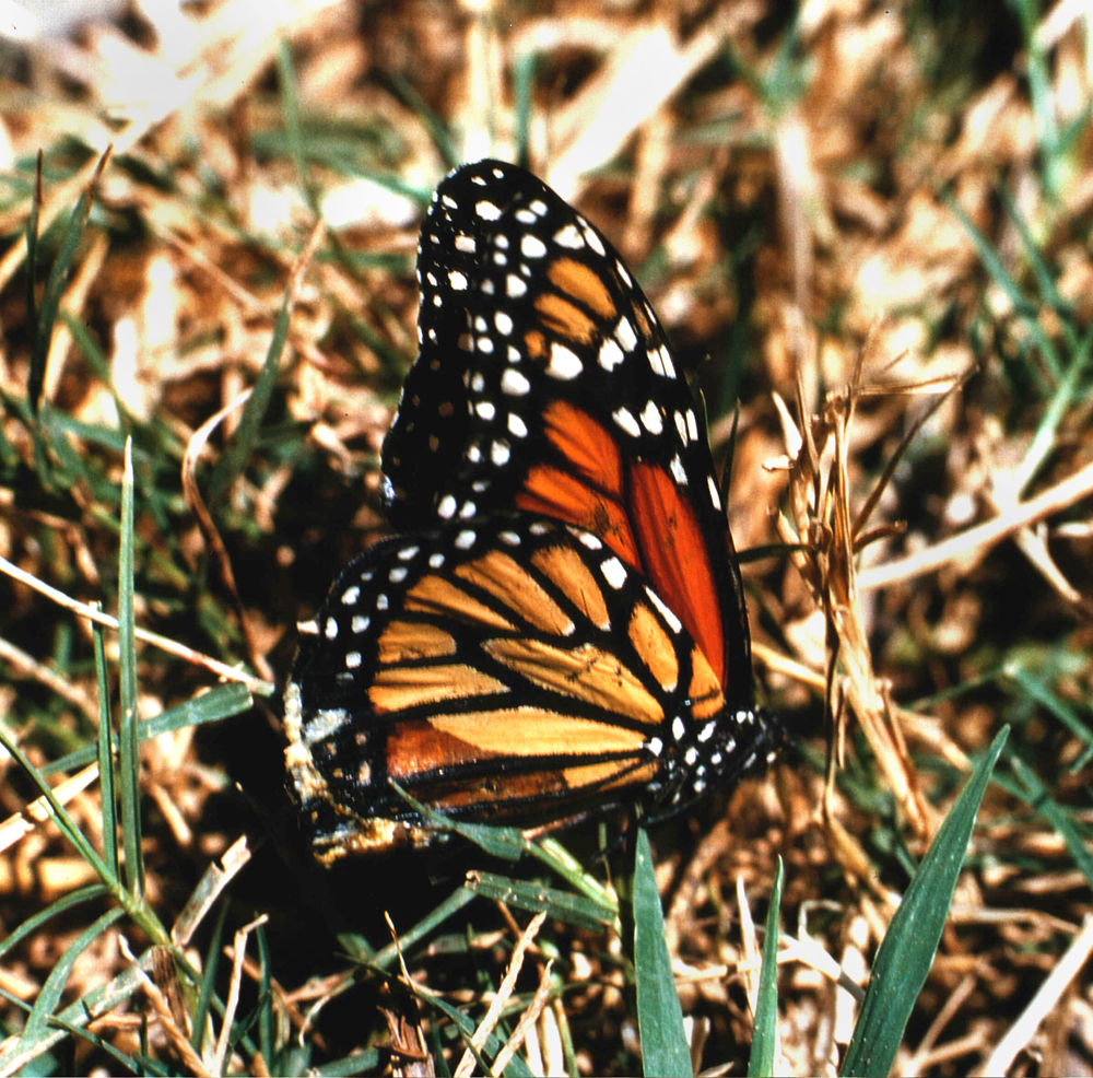 Schmetterling by Helga001 