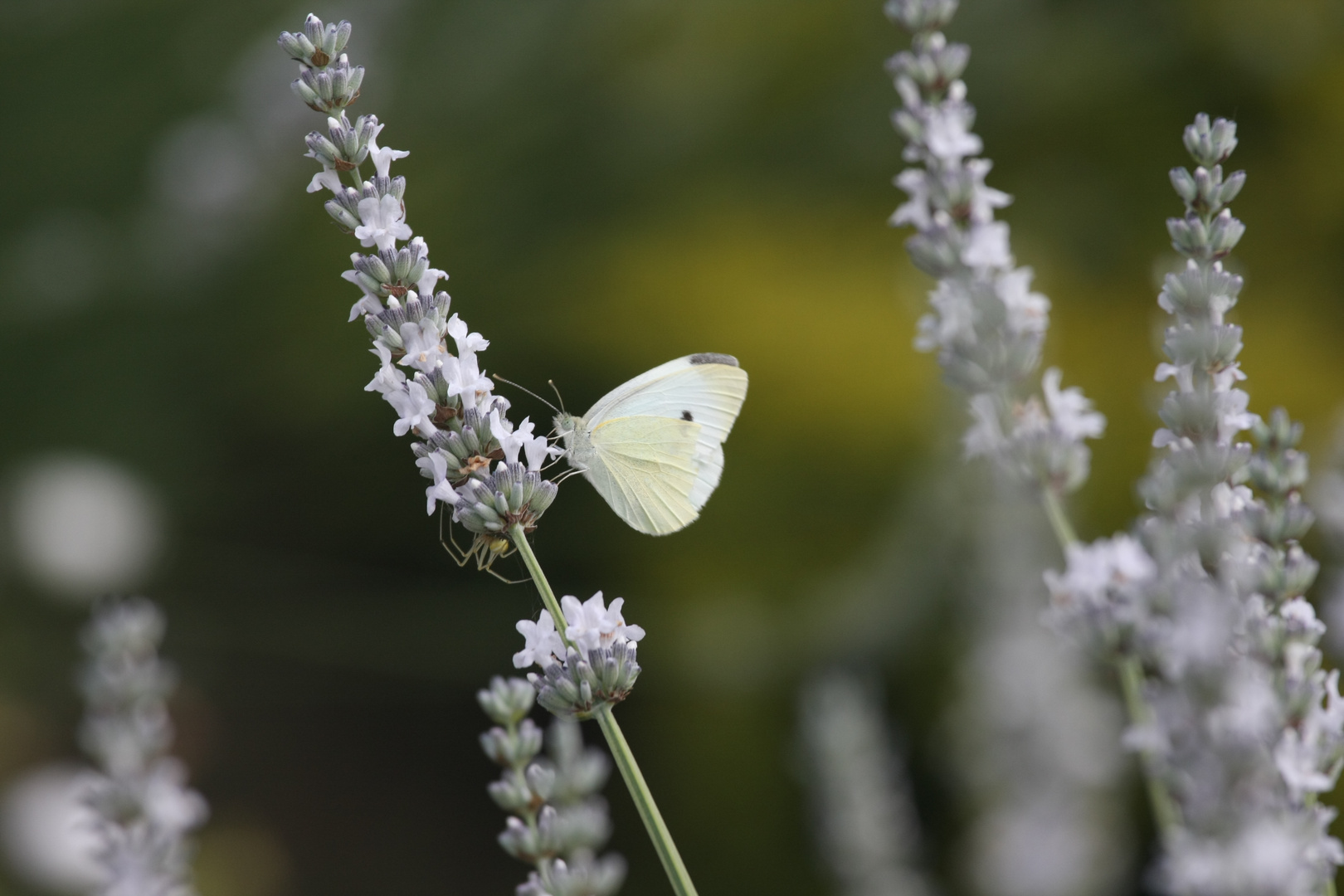 Schmetterling