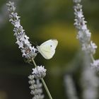 Schmetterling