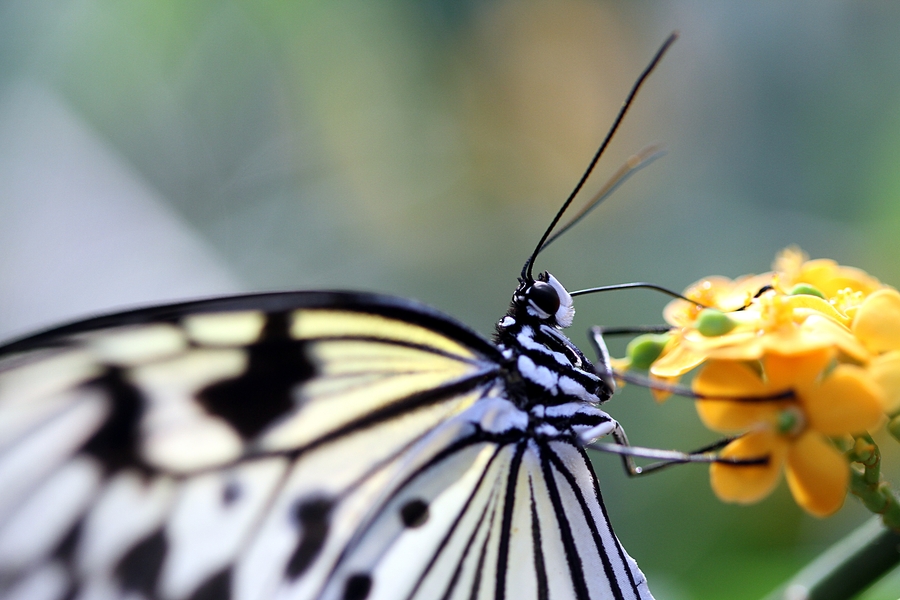 Schmetterling