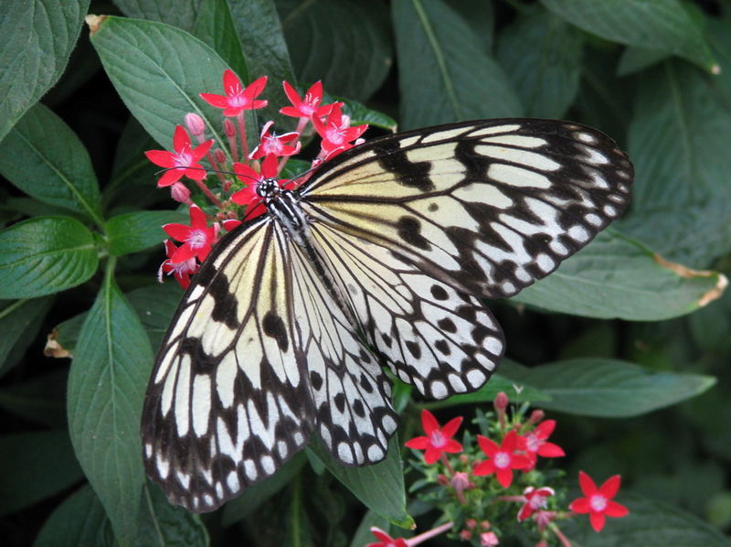 Schmetterling