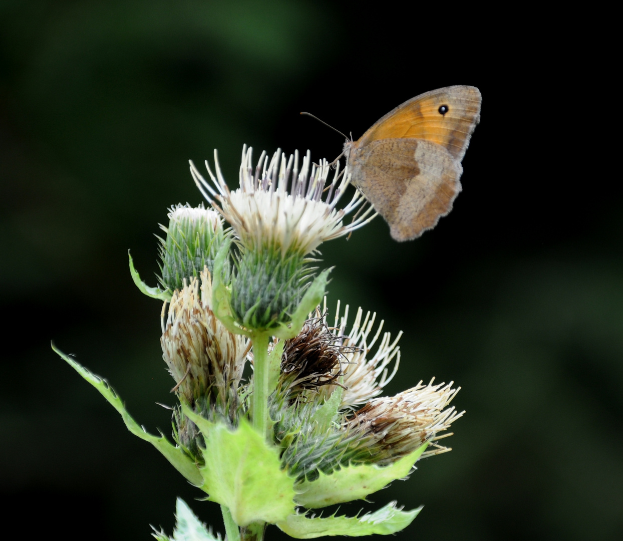 Schmetterling