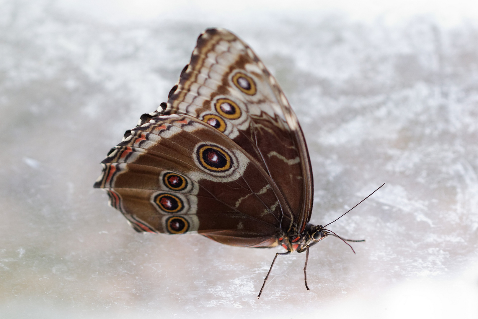 Schmetterling