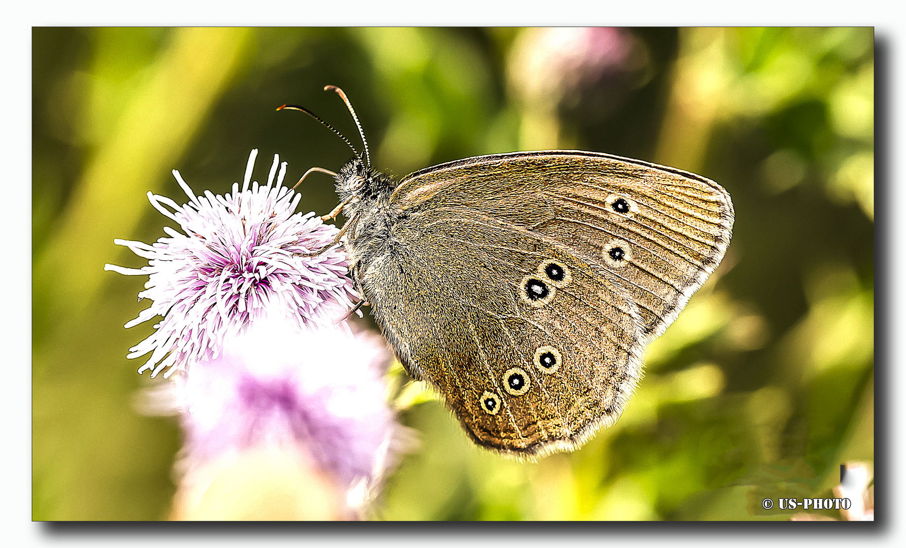 Schmetterling 