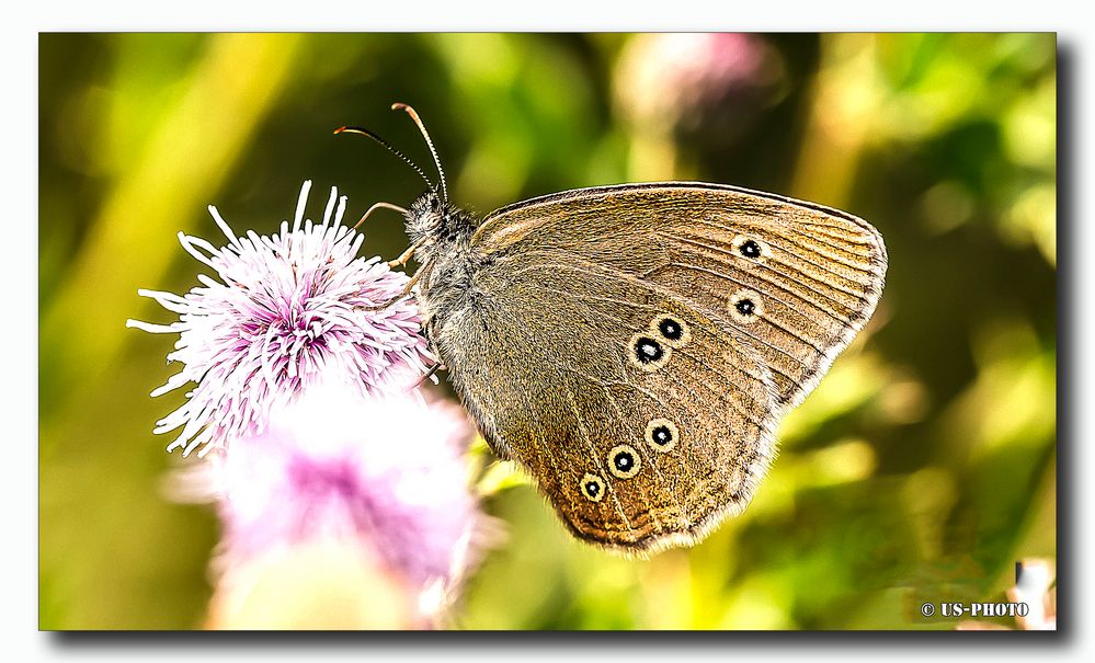 Schmetterling 