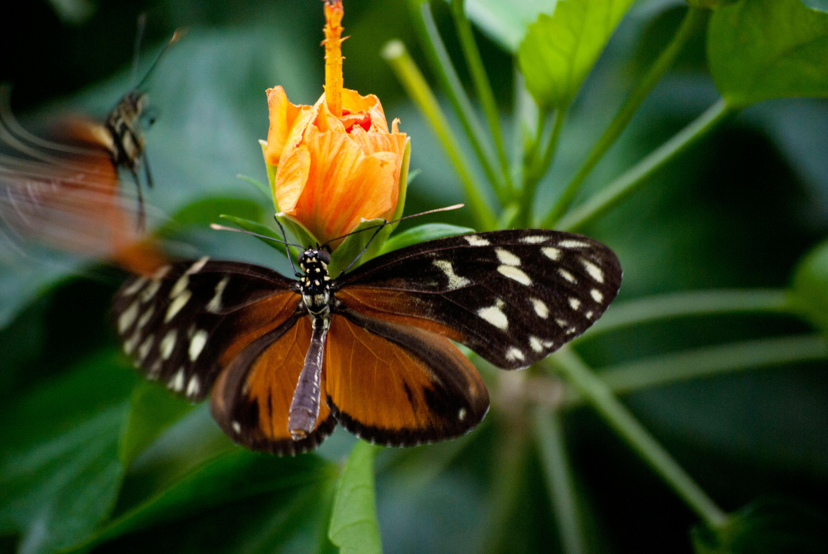 Schmetterling