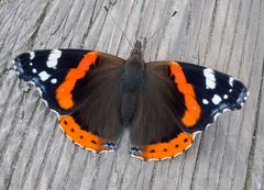 Schmetterling