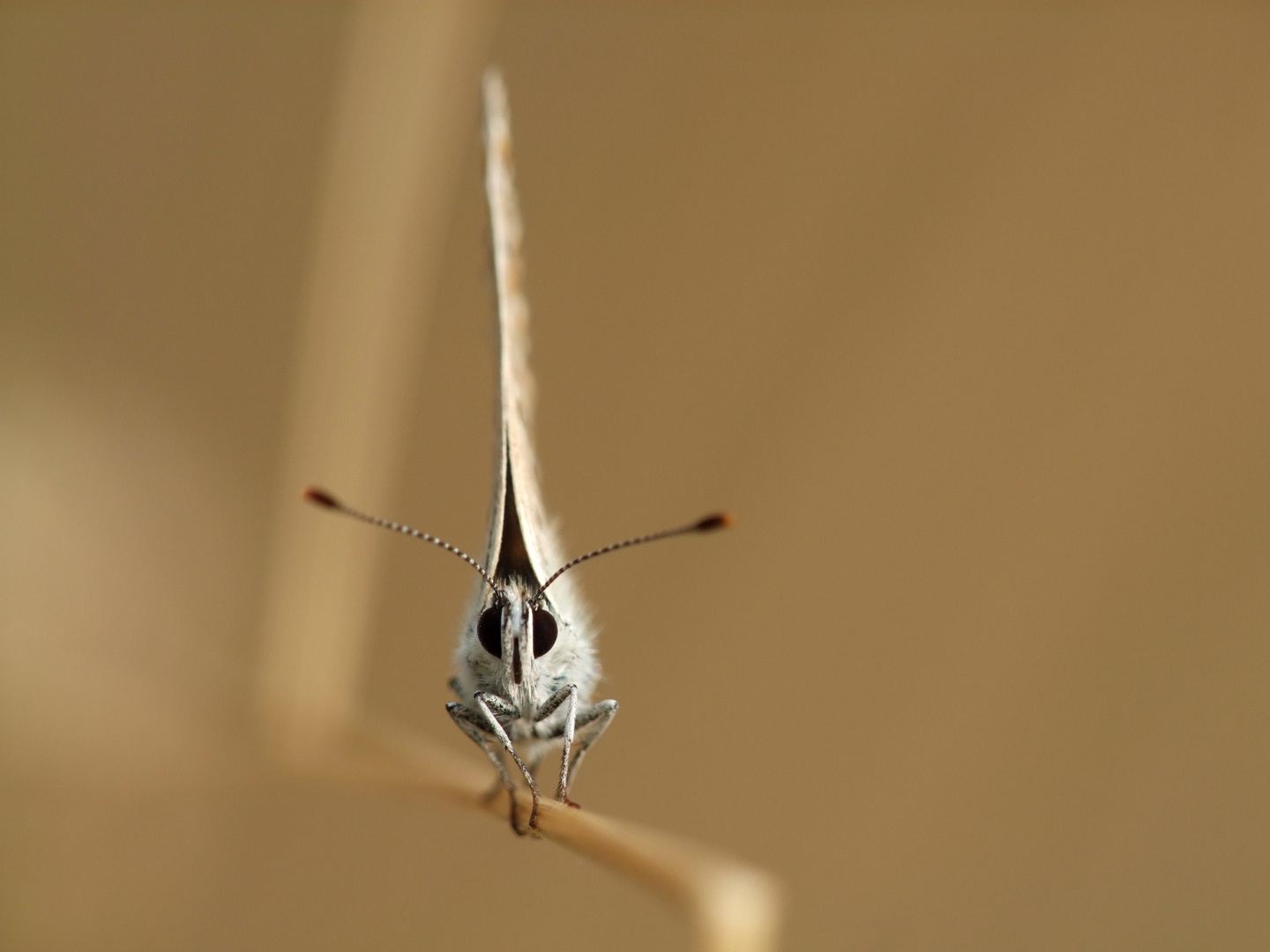 Schmetterling