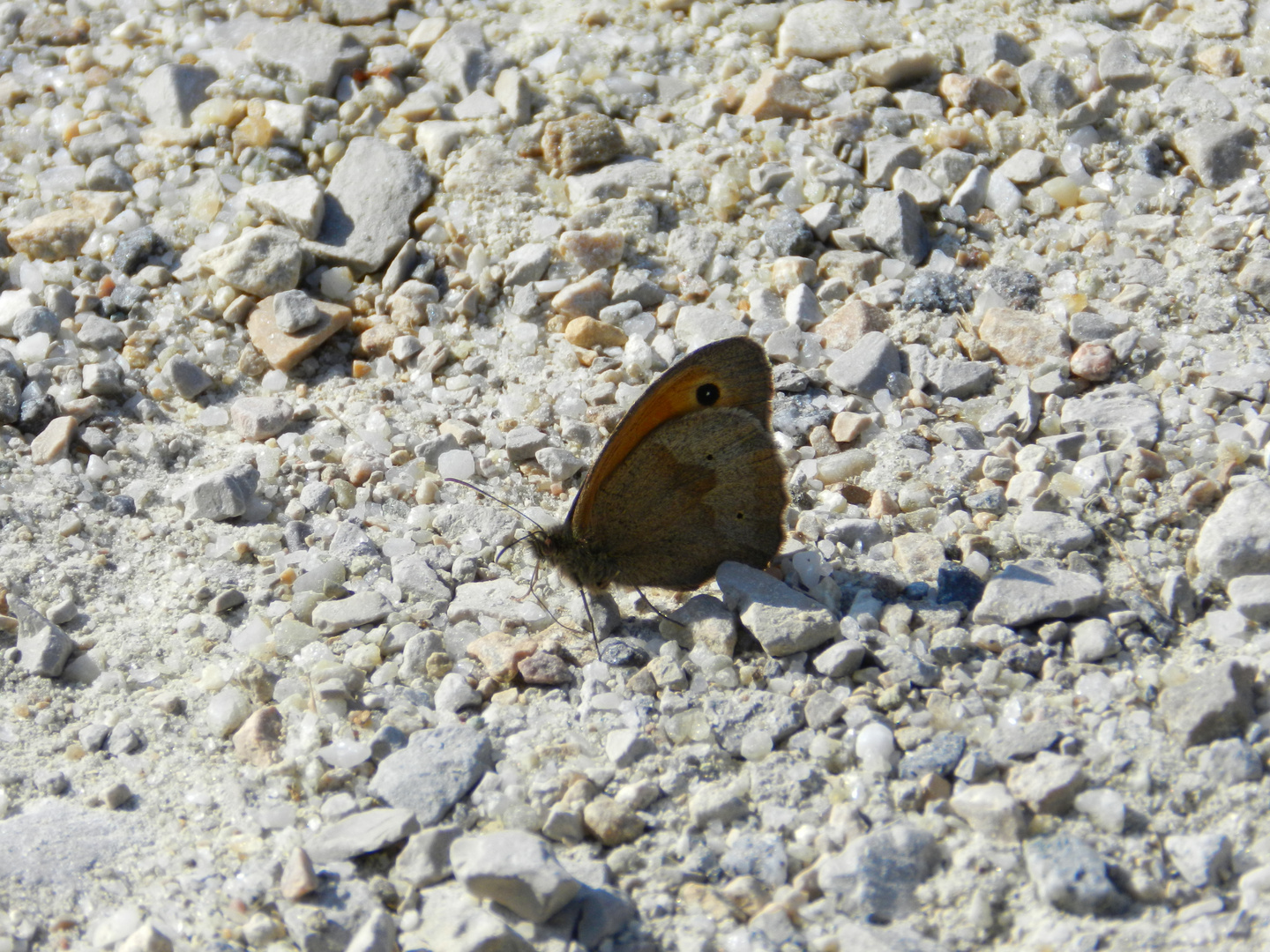 Schmetterling