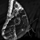 schmetterling-2