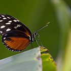 SCHMETTERLING 2