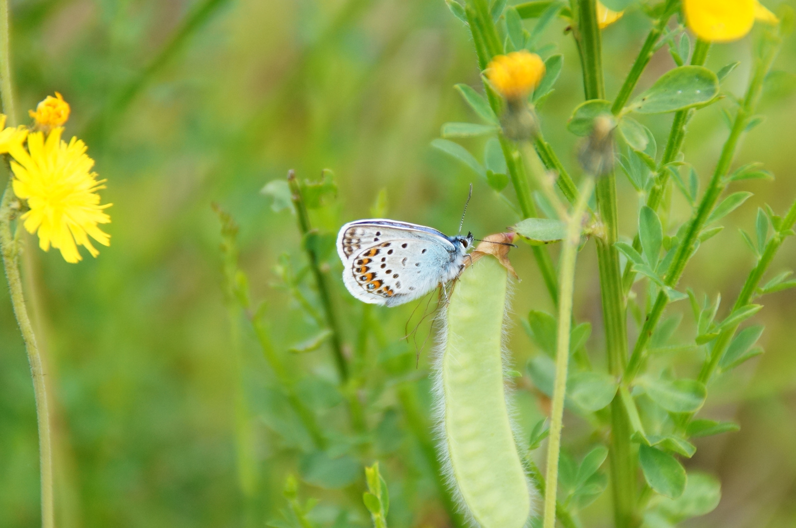 Schmetterling 2