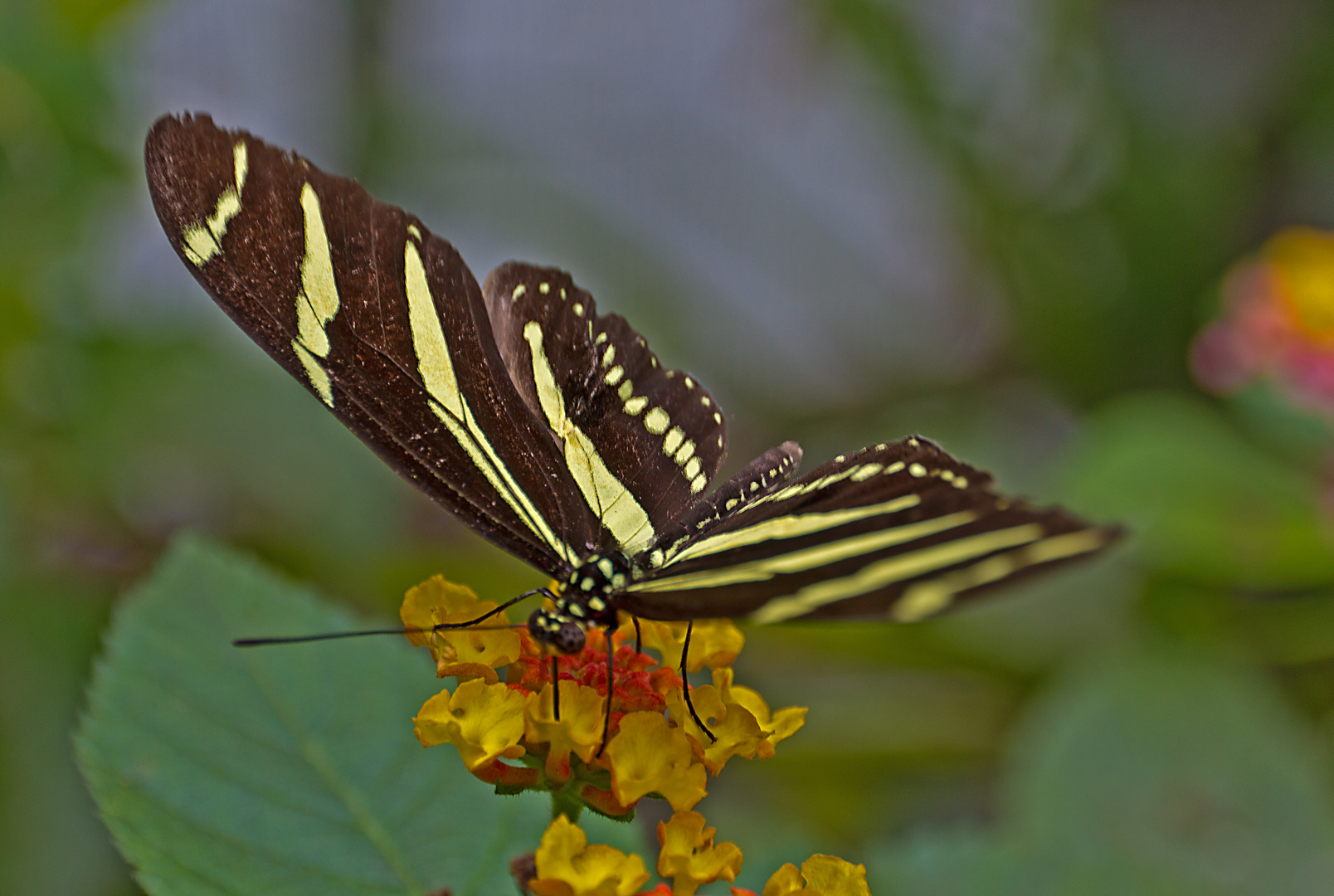 Schmetterling 2