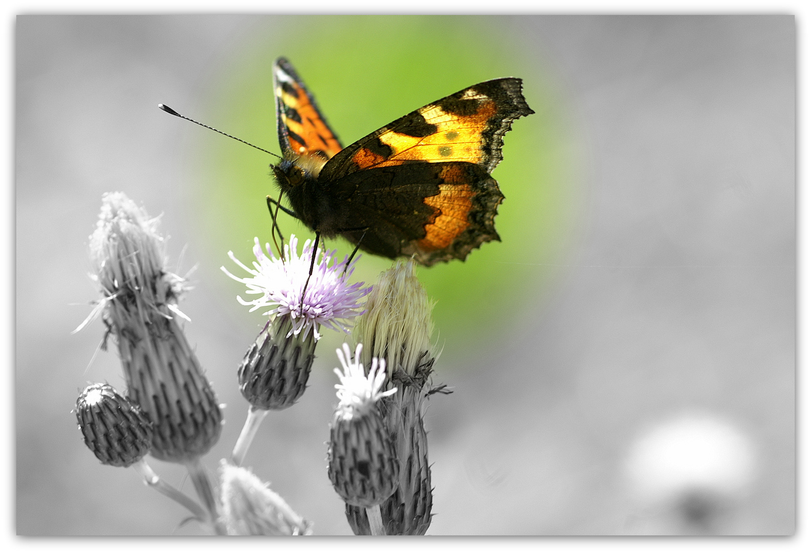 Schmetterling 2