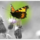 Schmetterling 2