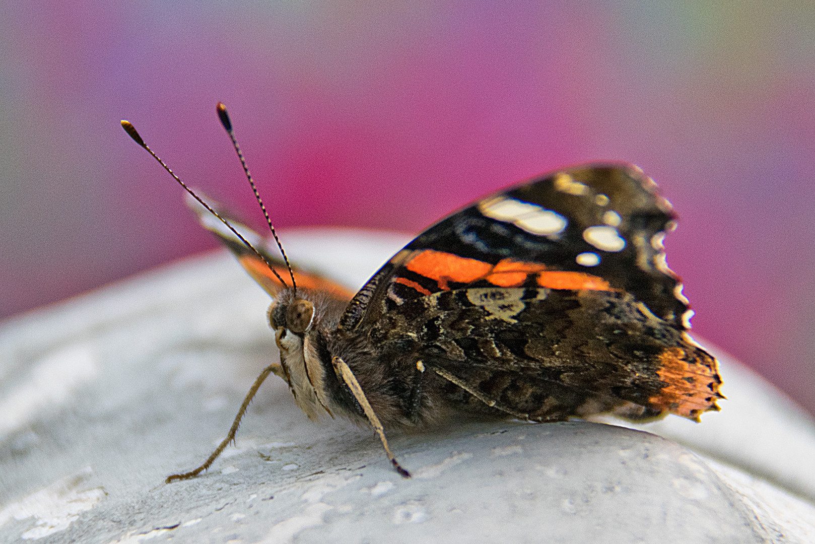 Schmetterling 2