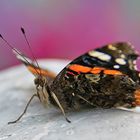 Schmetterling 2