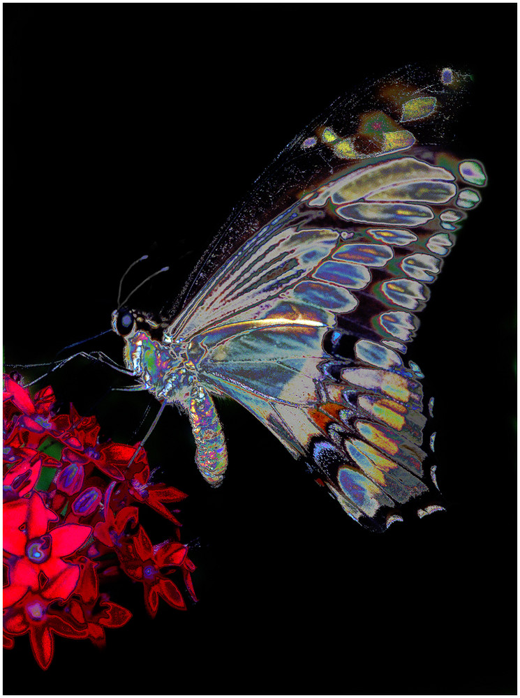 Schmetterling-2 von Günter Dudde 