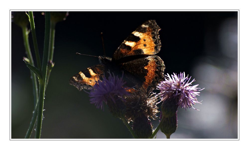 | Schmetterling 2 |